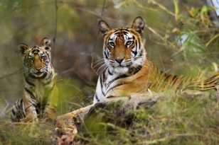 Central India Tiger Safari Tour