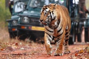 Tigers of Central India and Rhinos of Assam Tour