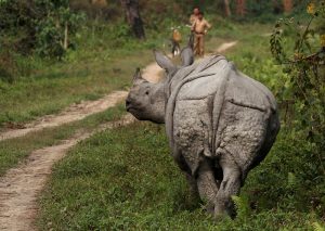 Kaziranga National Park