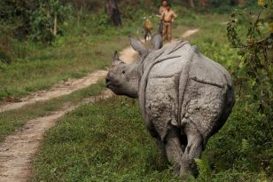 Kaziranga National Park Wildlife Tour